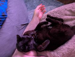 Lost Male Cat last seen Delhi and elk Creek drive in Trenton Ohio, Trenton, OH 45067