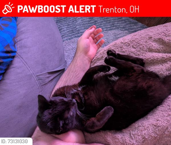 Lost Male Cat last seen Delhi and elk Creek drive in Trenton Ohio, Trenton, OH 45067