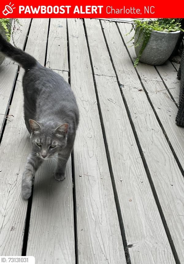 Lost Male Cat last seen Burning tree drive and wood fox drive off strawberry lane, Charlotte, NC 28277