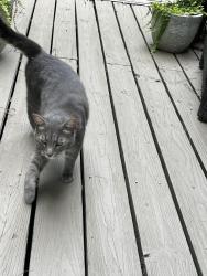 Lost Male Cat last seen Burning tree drive and wood fox drive off strawberry lane, Charlotte, NC 28277