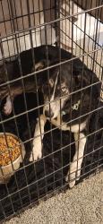 Found/Stray Male Dog last seen St John's Forrest, Monroe, NC 28110