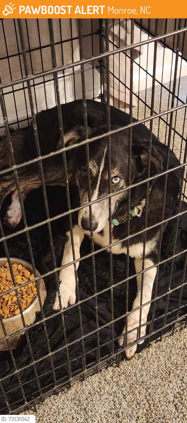Found/Stray Male Dog last seen St John's Forrest, Monroe, NC 28110