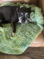 Reunited Female Dog last seen Buncombe Rd, Shreveport, LA 71129
