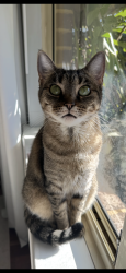 Reunited Female Cat last seen Roland Road, Gidgegannup, WA 6083