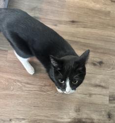 Reunited Female Cat last seen North 6th Street and East 7th Avenue, Columbus, OH 43201