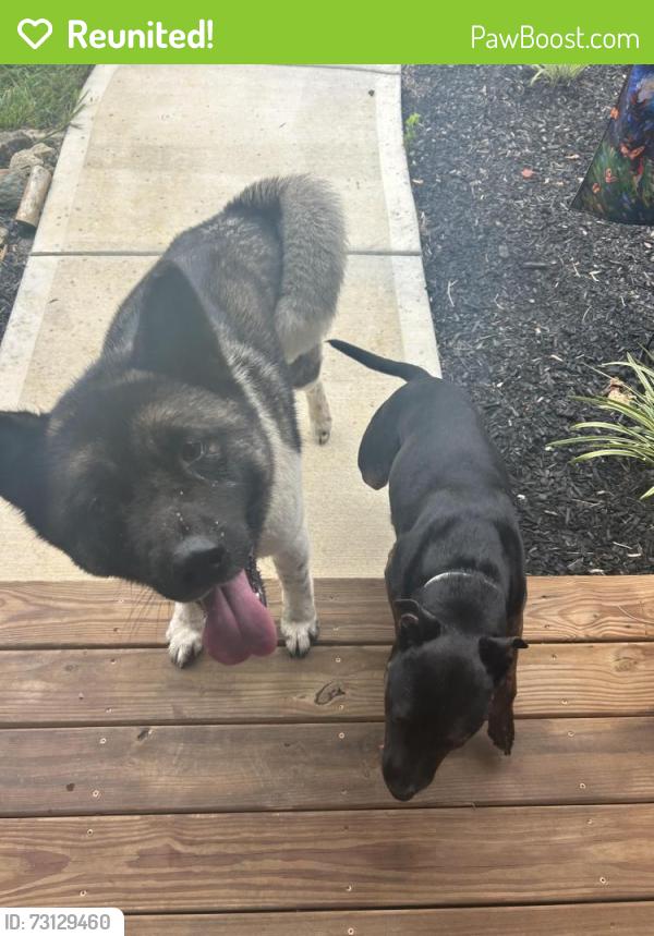 Reunited Unknown Dog last seen colonial circle trinity nc, Trinity, NC 27360