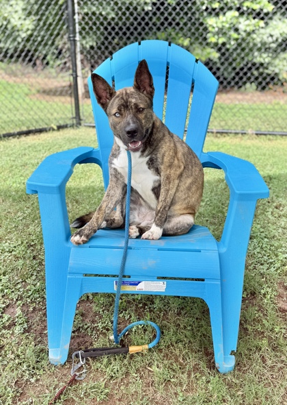 Shelter Stray Female Dog last seen Near Brecken Pl, 30058, GA, 3280 Chamblee Dunwoody Rd, Chamblee, GA 30341, USA