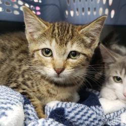 Shelter Stray Female Cat last seen , , CA, 1101 29th Ave, Oakland, CA 94601, USA