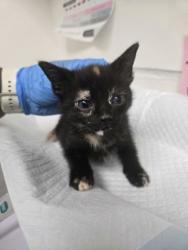 Shelter Stray Female Cat last seen Near 73rd Ave, Oakland, CA, 1101 29th Ave, Oakland, CA 94601, USA