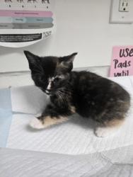Shelter Stray Female Cat last seen Near 73rd Ave, Oakland, CA, 1101 29th Ave, Oakland, CA 94601, USA