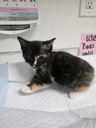 Shelter Stray Female Cat last seen Near 73rd Ave, Oakland, CA, 1101 29th Ave, Oakland, CA 94601, USA