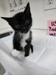 Shelter Stray Male Cat last seen Near 73rd Ave, Oakland, CA, 1101 29th Ave, Oakland, CA 94601, USA