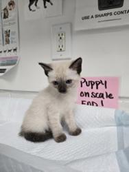 Shelter Stray Female Cat last seen Near 73rd Ave, Oakland, CA, 1101 29th Ave, Oakland, CA 94601, USA