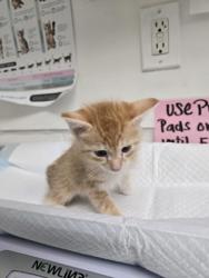 Shelter Stray Male Cat last seen Near 73rd Ave, Oakland, CA, 1101 29th Ave, Oakland, CA 94601, USA