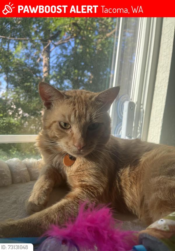 Lost Male Cat last seen Tacoma Mall, Tacoma, WA 98409