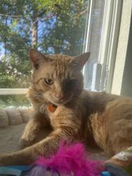 Lost Male Cat last seen Tacoma Mall, Tacoma, WA 98409