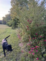Lost Male Dog last seen 4c farm, Cherokee County, NC 28906