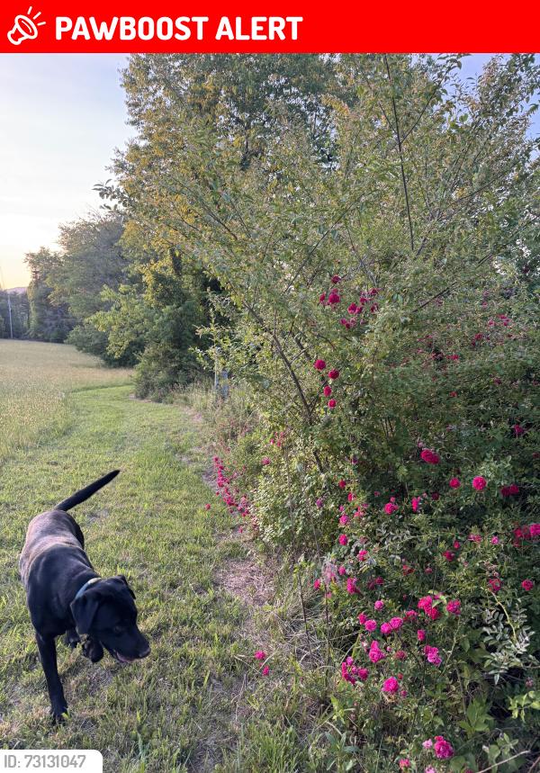 Lost Male Dog last seen 4c farm, Cherokee County, NC 28906