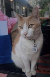 Reunited Male Cat last seen Elk Grove Blvd and Gage Street, Elk Grove, CA 95624