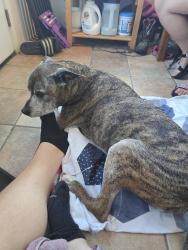 Reunited Male Dog last seen Upton and 43rd N, Minneapolis, MN 55412