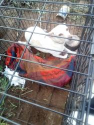 Lost Female Dog last seen Linwood n douglas, Oklahoma City, OK 73106