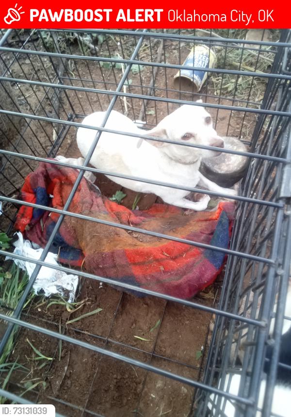 Lost Female Dog last seen Linwood n douglas, Oklahoma City, OK 73106