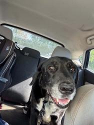 Reunited Male Dog last seen Johnson parkway saint paul, Saint Paul, MN 55106