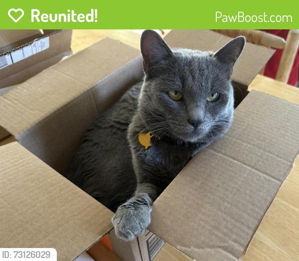 Reunited Male Cat last seen Carson and Prather, Tustin, Tustin, CA 92782