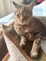Reunited Female Cat last seen Globeville, Denver, CO 80216