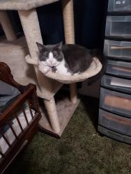 Reunited Female Cat last seen Waterman and Leroy, San Bernardino, CA 92404
