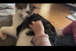 Lost Male Cat last seen Dollar general, Walton, KY 41094
