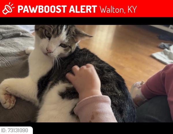 Lost Male Cat last seen Dollar general, Walton, KY 41094