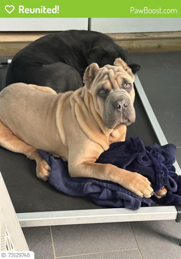Reunited Female Dog last seen Michigan st and Mayfair dr, Indianapolis, IN 46260