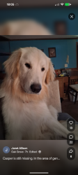 Reunited Male Dog last seen Shaeffer street, East Flat Rock, NC 28726