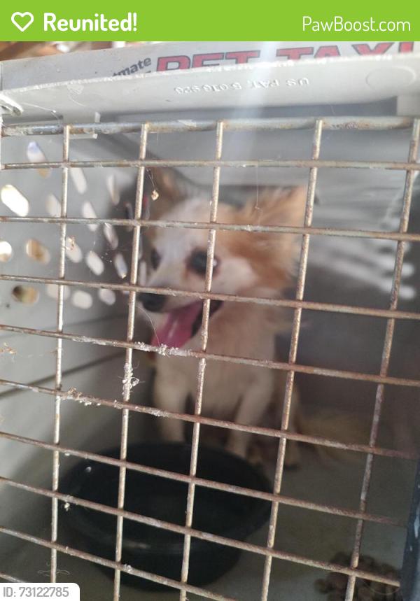 Reunited Male Dog last seen Walls st. And Brightman avenue, Lake Elsinore, CA 92530