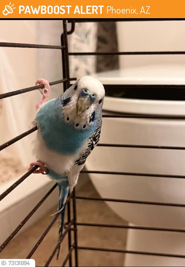 Found/Stray Unknown Bird last seen The Mews, 5035 North 10th Place, Phoenix, AZ, Phoenix, AZ 85014