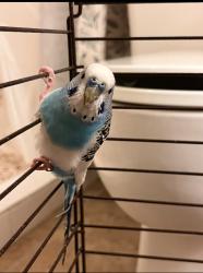 Found/Stray Unknown Bird last seen The Mews, 5035 North 10th Place, Phoenix, AZ, Phoenix, AZ 85014