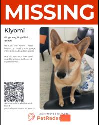 Lost Female Dog last seen Kinghts ct Royal Palm Beach, Royal Palm Beach, FL 33411
