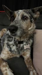 Reunited Female Dog last seen Denton & Messina DR SW, Albuquerque, NM 87121