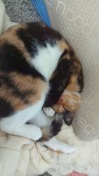 Reunited Female Cat last seen Winwood apmts and Merle Hay Road, Johnston, IA 50131