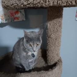 Reunited Female Cat last seen City park Ave, Fort Collins, CO 80521
