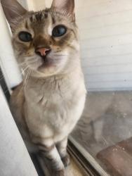 Reunited Male Cat last seen Harrison and golflinks, Tucson, AZ 85730