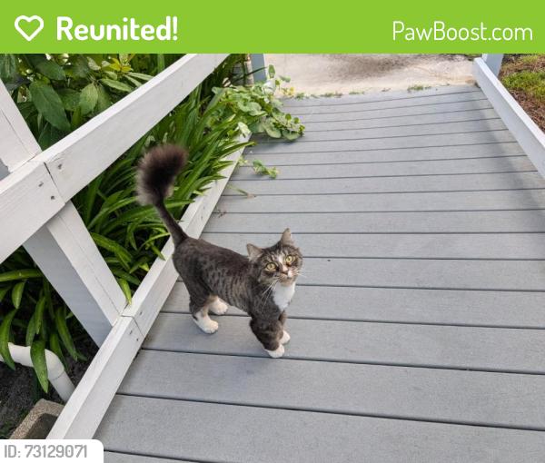 Reunited Unknown Cat last seen 11th St N, Jacksonville Beach, FL 32250, USA, Jacksonville Beach, FL 32250