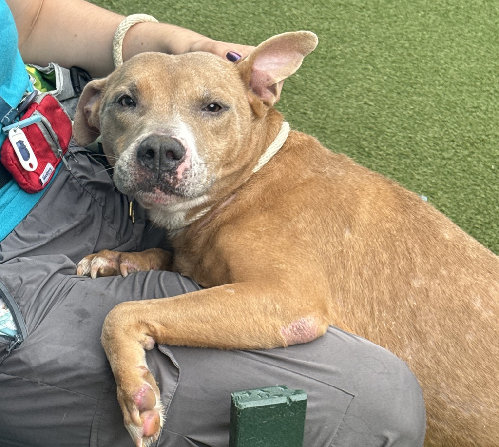 Shelter Stray Male Dog last seen Bainbridge Avenue, BRONX, NY, 10458, 326 E 110th St, New York, NY 10029, USA