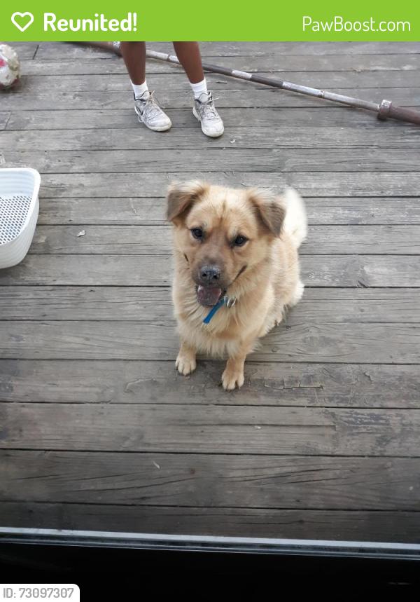 Reunited Male Dog last seen Hopkins Rd, Chesterfield County, VA 23237