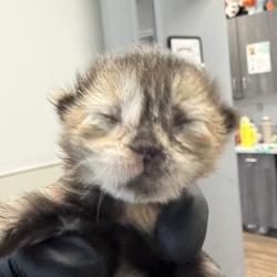 Shelter Stray Female Cat last seen outside, San Diego, CA, 92154, 5500 Gaines St, San Diego, CA 92110, USA
