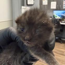 Shelter Stray Male Cat last seen outside, San Diego, CA, 92154, 5500 Gaines St, San Diego, CA 92110, USA