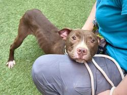 Shelter Stray Male Dog last seen Near Findlay Avenue, BRONX, NY, 10456, 326 E 110th St, New York, NY 10029, USA
