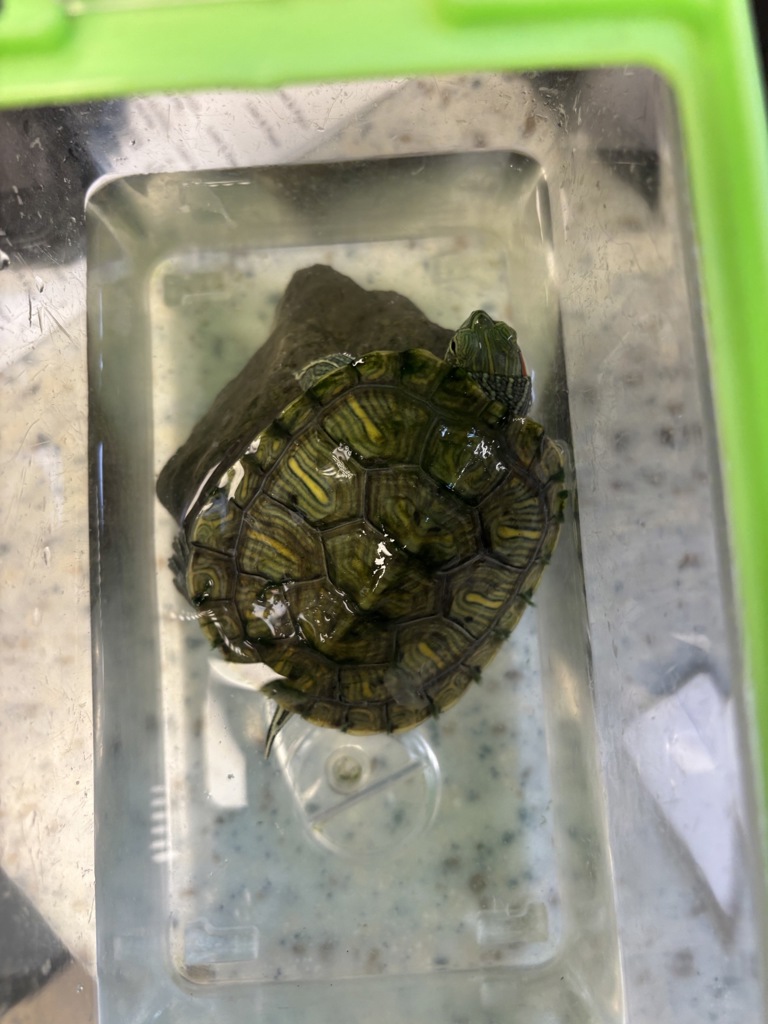 Shelter Stray Unknown Reptile last seen 21-45 44th Drive, LONG ISLAND CITY, NY, 11101, 326 E 110th St, New York, NY 10029, USA