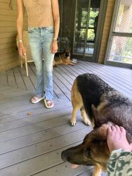 Reunited Male Dog last seen Lyons Run, Glenmoore, PA 19343